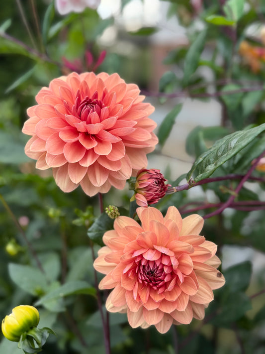 Chateaua de la Bourdaisiere (Limit One)