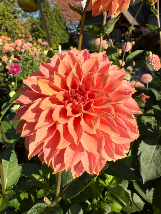 Coral Sea (Limit One)