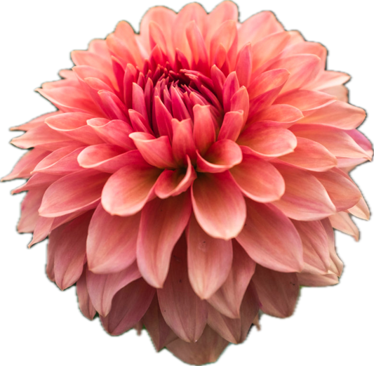 Cara Elizabeth (Limit One)